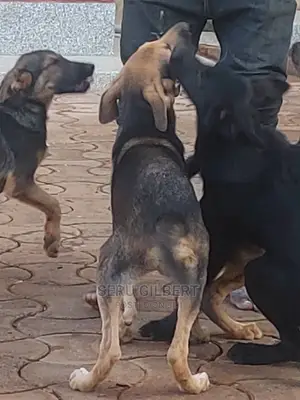 1-3 months Male Mixed Breed German Shepherd