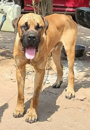 6-12 months Male Purebred Boerboel