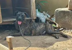 1-3 months Male Purebred Boerboel