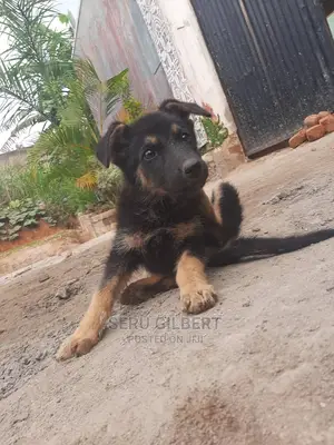 1-3 months Male Purebred German Shepherd
