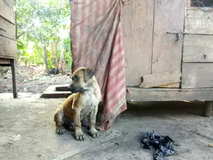 1-3 months Male Purebred Boerboel