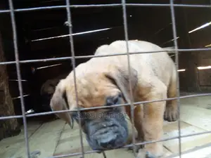 1-3 months Male Purebred Boerboel