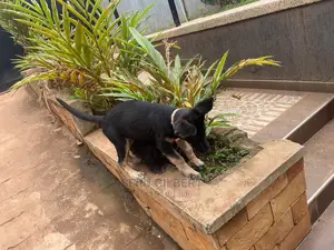 1-3 months Male Purebred German Shepherd