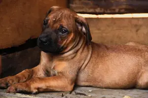 1-3 months Male Purebred Boerboel