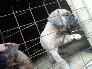 1-3 months Male Purebred Boerboel