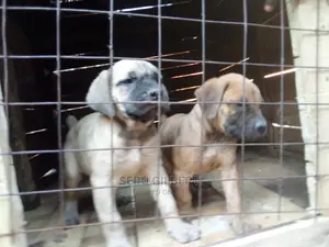 1-3 months Male Purebred Boerboel