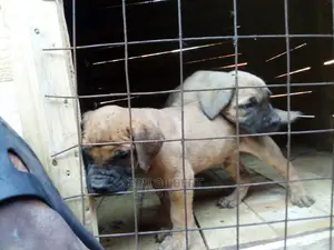 3-6 months Male Purebred Boerboel