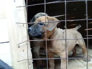 0-1 month Male Purebred Boerboel