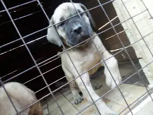 1-3 months Female Purebred Boerboel