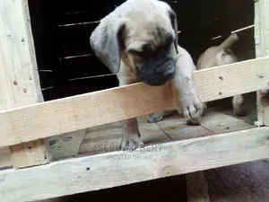 1-3 months Female Purebred Boerboel