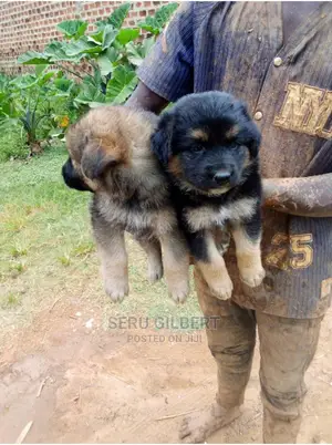 0-1 month Male Purebred German Shepherd