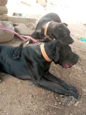 3-6 months Male Purebred Boerboel