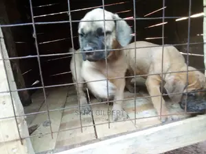 1-3 months Male Purebred Boerboel