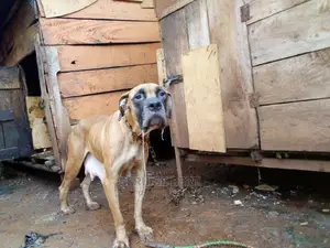 3-6 months Female Purebred Boerboel