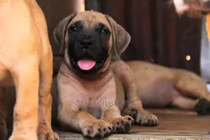 3-6 months Male Purebred Boerboel