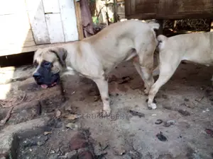 3-6 months Male Purebred Boerboel