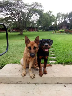 3-6 months Female Purebred German Shepherd
