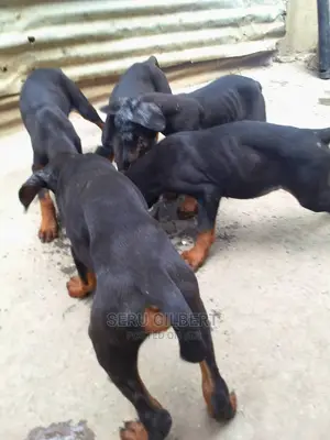 1-3 months Male Purebred Rottweiler