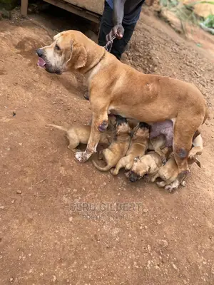 1-3 months Male Purebred Boerboel