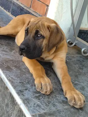 3-6 months Male Purebred Boerboel