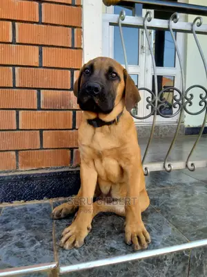 3-6 months Male Purebred Boerboel
