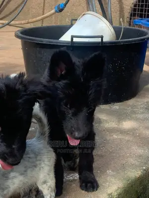 1-3 months Male Purebred German Shepherd