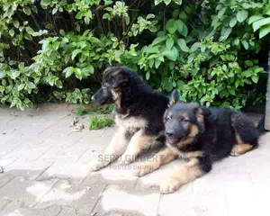 1-3 months Male Purebred German Shepherd
