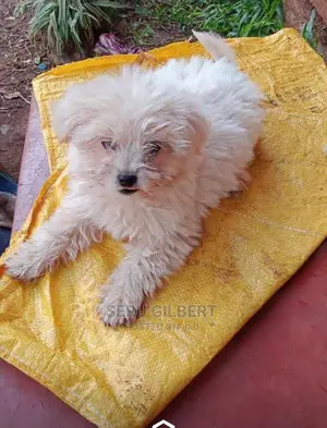 1-3 months Male Purebred Maltese