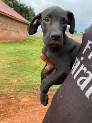 3-6 months Male Purebred Boerboel