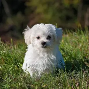 1-3 months Male Purebred Maltese