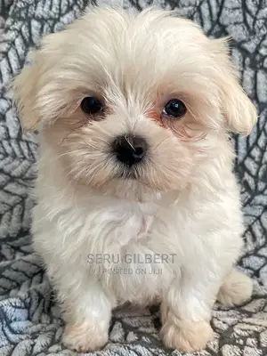 1-3 months Female Purebred Maltese