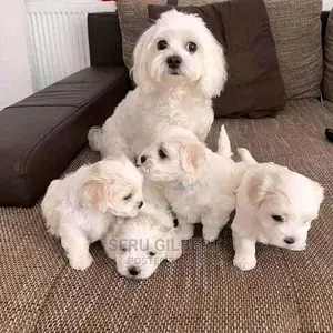 1-3 months Male Purebred Maltese