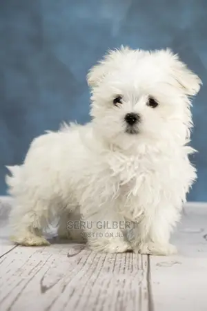 0-1 month Male Purebred Maltese
