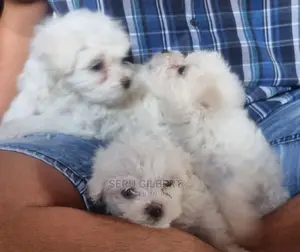 1-3 months Male Purebred Maltese