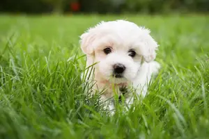 0-1 month Male Purebred Maltese