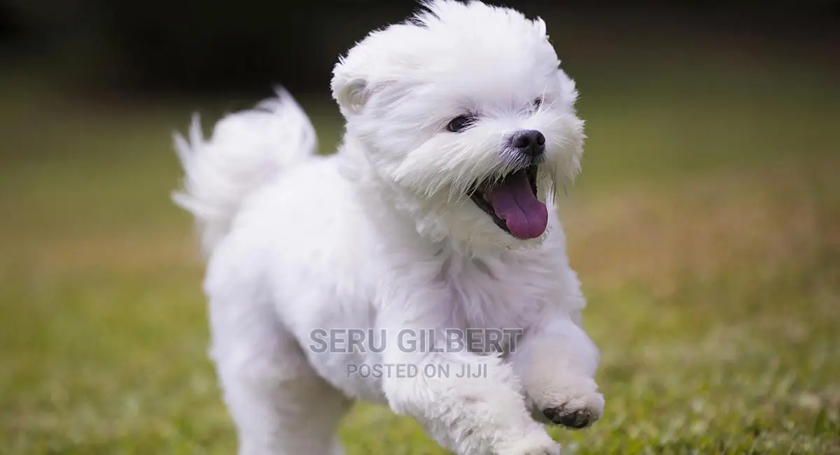 0-1 month Male Purebred Maltese