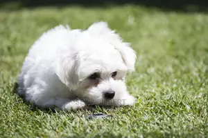 1-3 months Female Purebred Maltese