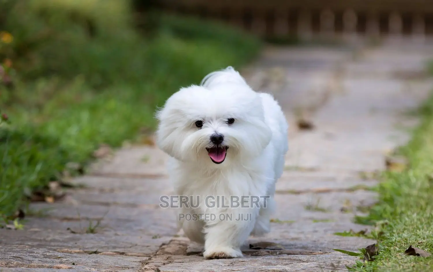 3-6 months Male Purebred Maltese