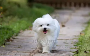 3-6 months Male Purebred Maltese