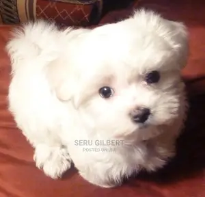 0-1 month Male Purebred Maltese
