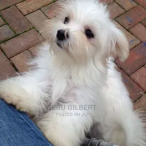 1-3 months Male Purebred Maltese