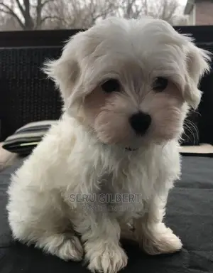 3-6 months Male Purebred Maltese