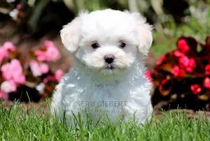 3-6 months Male Purebred Maltese
