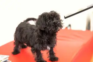 3-6 months Female Purebred Maltese