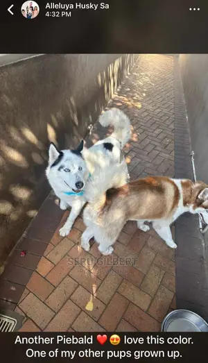 6-12 months Male Purebred Siberian Husky