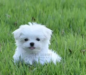1-3 months Male Purebred Maltese