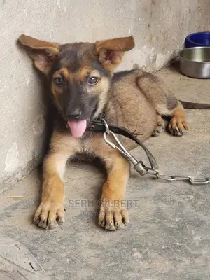 3-6 months Male Purebred German Shepherd