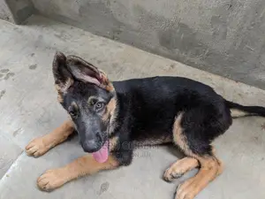 1-3 months Female Purebred German Shepherd
