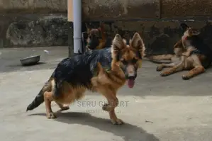 6-12 months Male Purebred German Shepherd