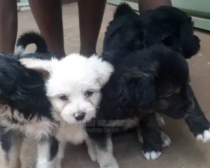 3-6 months Male Purebred Maltese